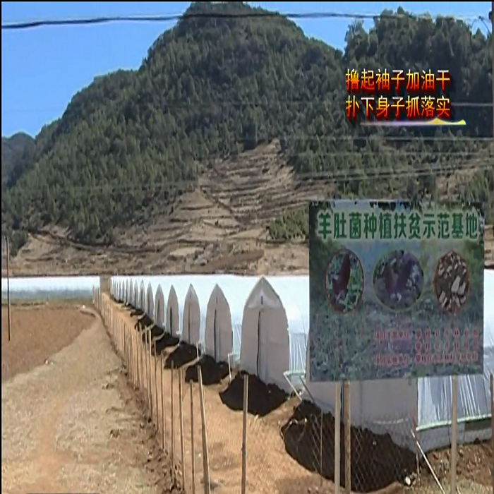 pep利得膜 pep利得膜