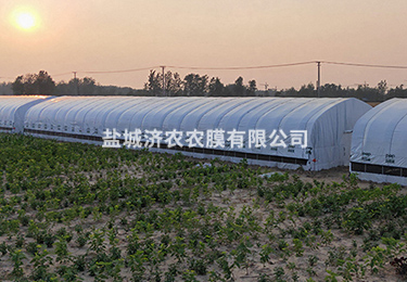 1655194680310947.jpg 養(yǎng)殖大棚用黑白膜 (3).jpg